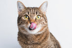 A-brown-cat-licking-its-lips.jpg