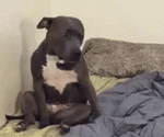 326.gif