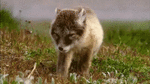 314.gif
