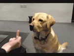 417.gif