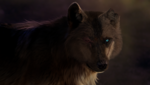Old wolf.png