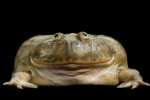 04-amphibian-gallery-nationalgeographic_1103397.jpg