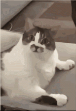 cat-lick-935104511.gif