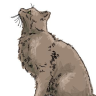 prairiecat